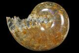 Polished, Agatized Ammonite (Phylloceras?) - Madagascar #149223-1